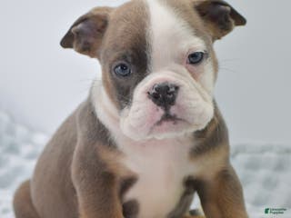 Mixed Breed dogs Duke mini bulldog - Ad 11