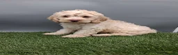 Cockapoo dogs for sale: Angie - Ad 2