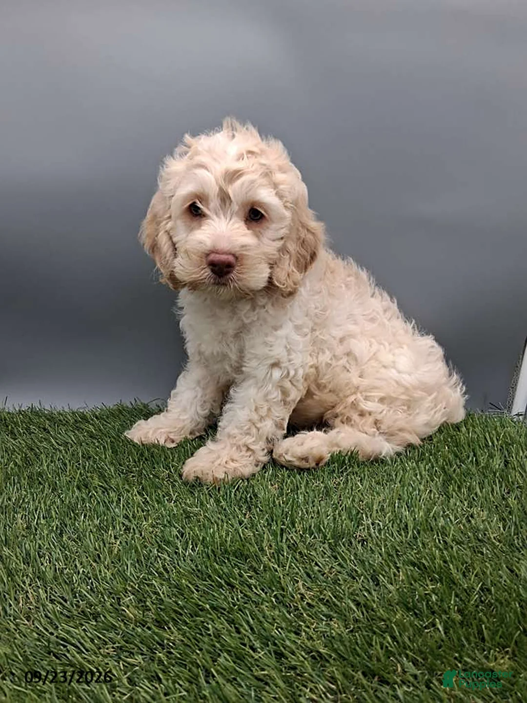 Cockapoo dogs for sale: Angie - Ad 2