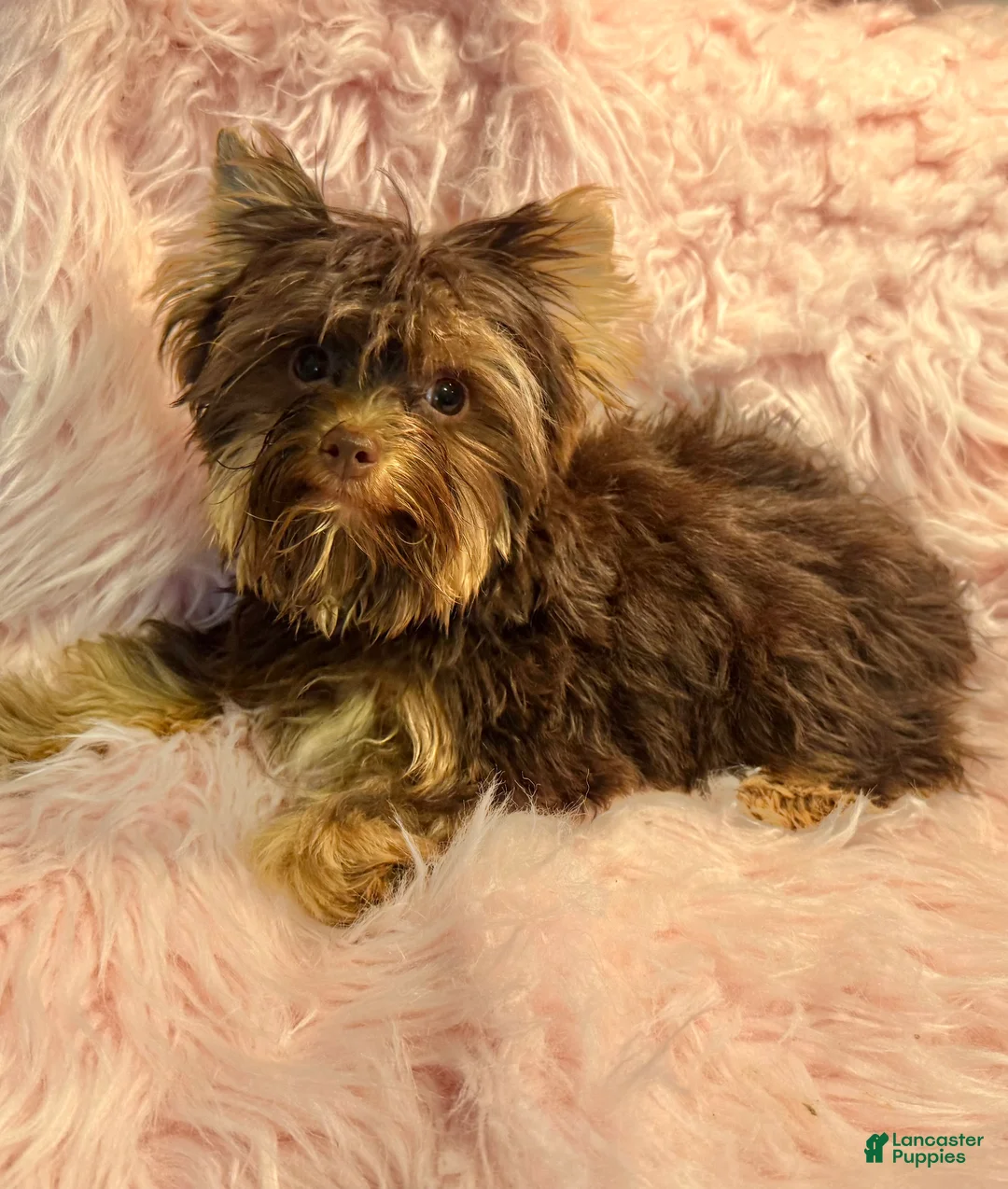 Yorkshire Terrier dogs for sale: Mocha  - Ad 1