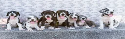 Great Dane dogs for sale: Charles - Ad 11
