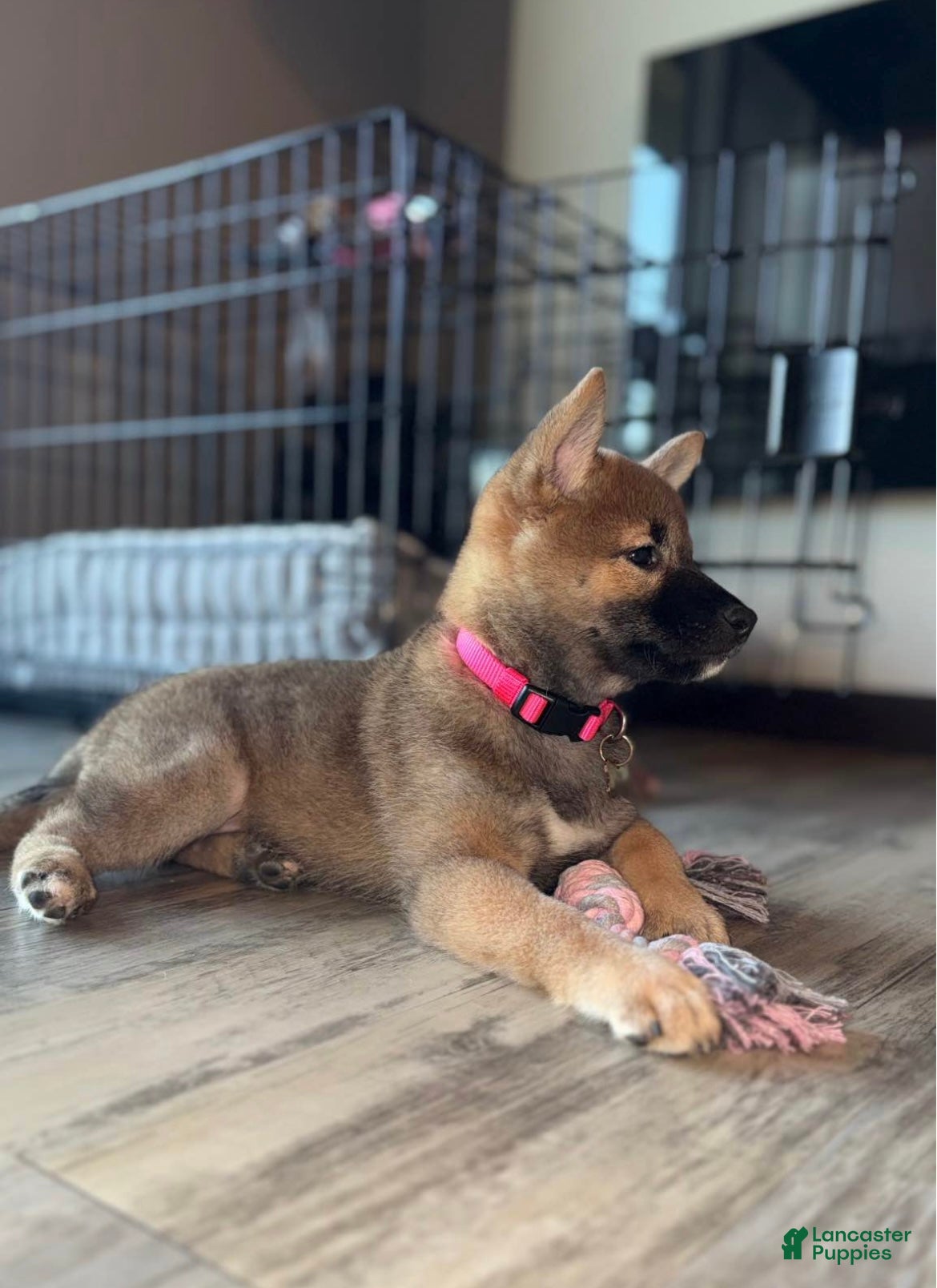 Shiba Inu dogs Shiba Inu 1 - Ad 1