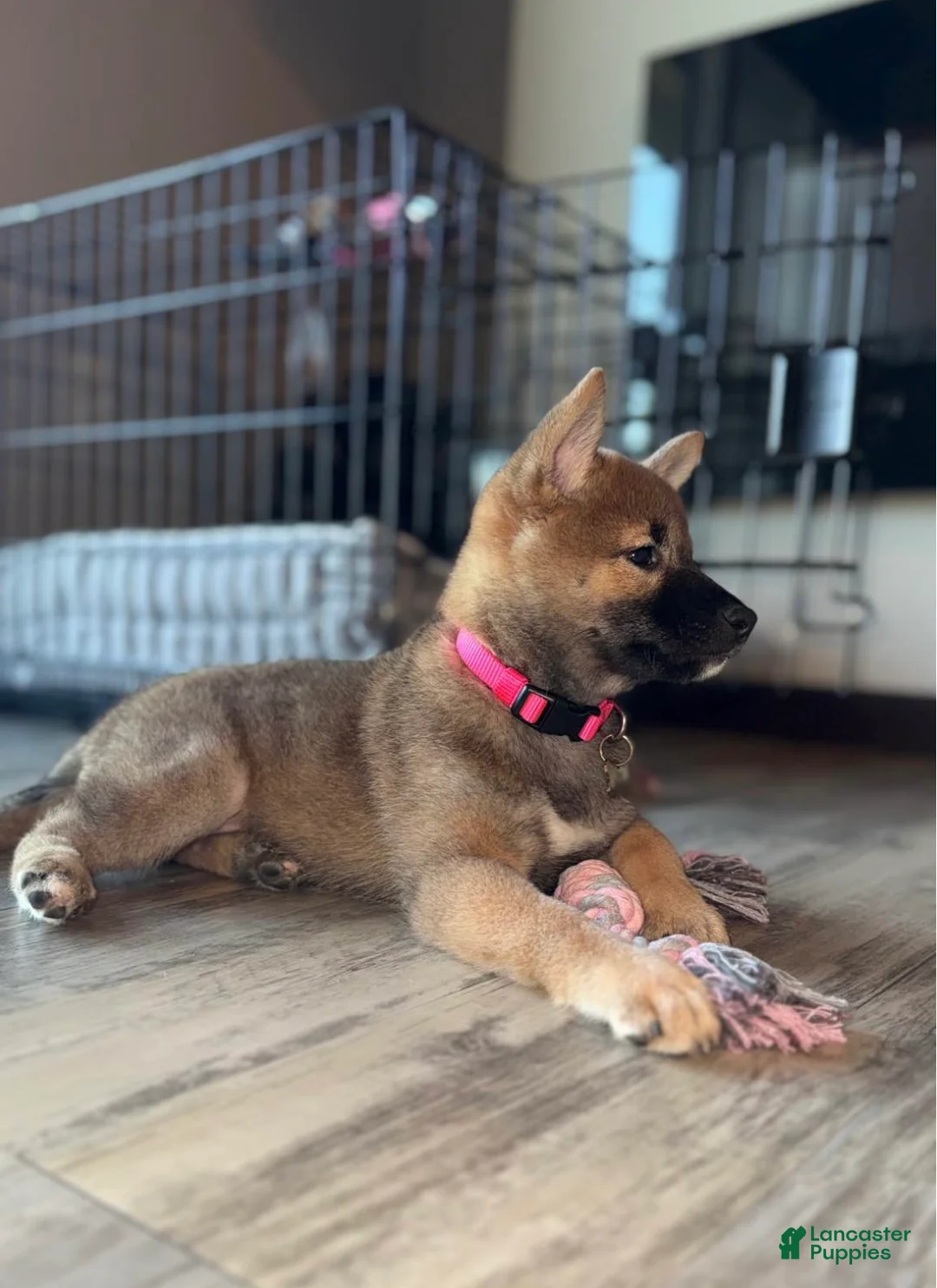Shiba Inu dogs for sale: Shiba Inu 1 - Ad 1