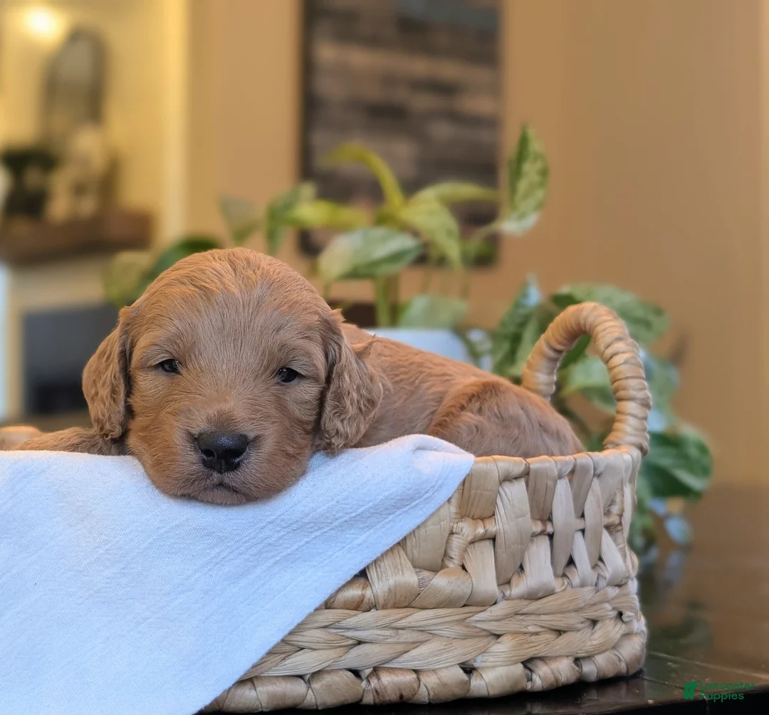 Mini Goldendoodle dogs for sale: Captain - Ad 2