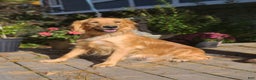 Golden Retriever dogs for sale: Star - Ad 10
