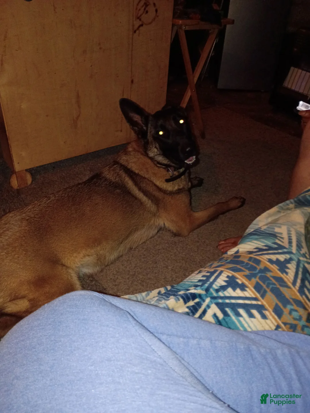 Mixed Breed dogs for sale: Mixed Breed 6 - Ad 3