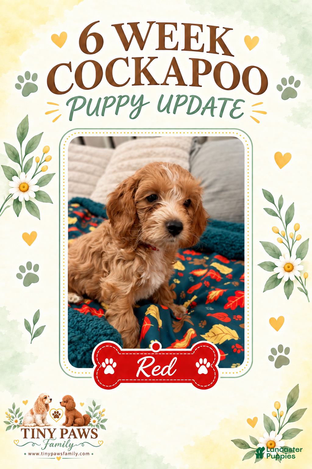 Cockapoo dogs for sale: Red Collar - Ad 9