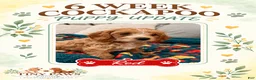 Cockapoo dogs for sale: Red Collar - Ad 1