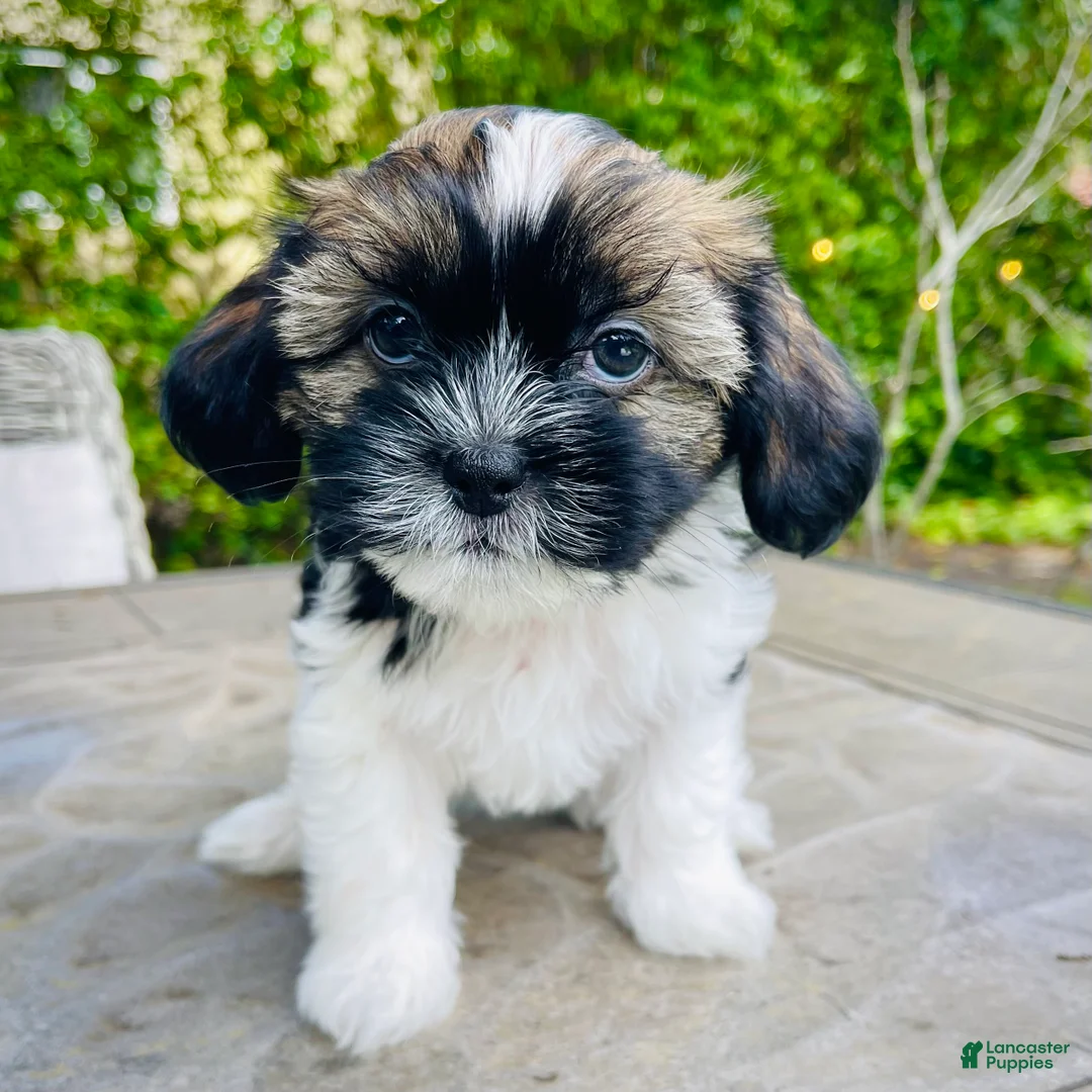 Mixed Breed dogs for sale: Joey - Ad 1