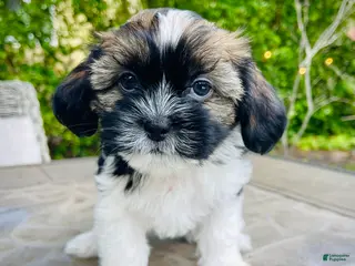 Mixed Breed dogs Joey - Ad 42