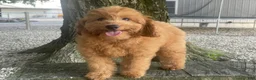 Mini Goldendoodle dogs for sale: Molly Mini Goldendoodle  - Ad 1