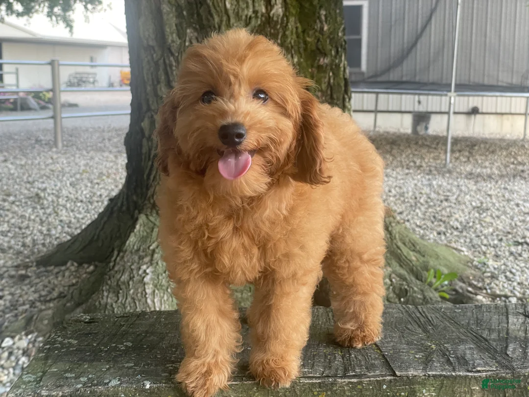 Mini Goldendoodle dogs for sale: Molly Mini Goldendoodle  - Ad 1