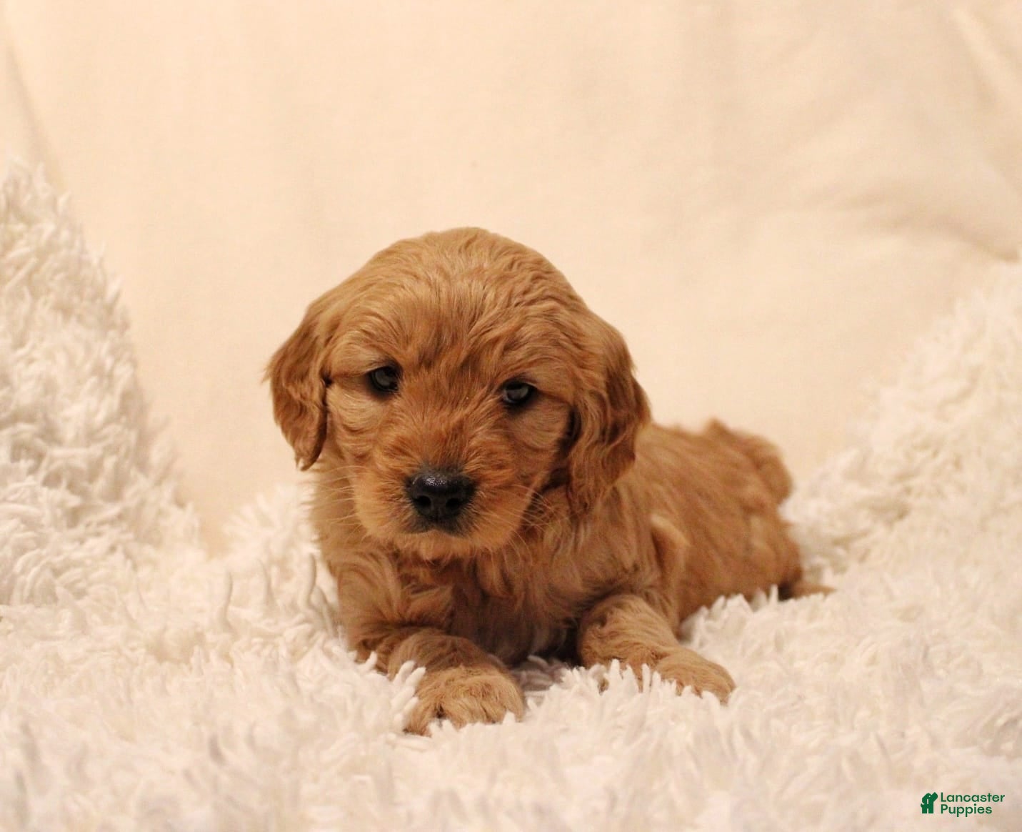 Mini Goldendoodle dogs Lucy - Ad 11