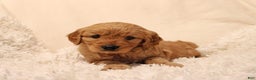 Mini Goldendoodle dogs for sale: Lucy - Ad 1