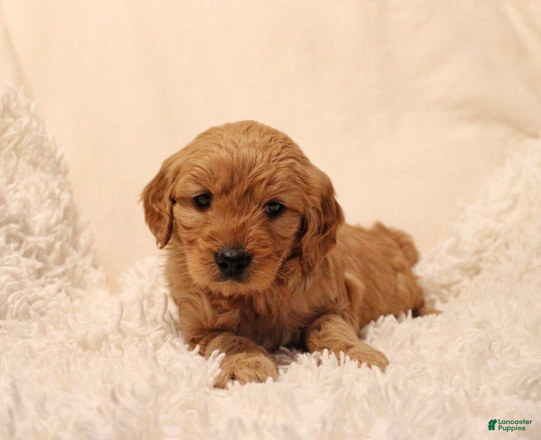 Mini Goldendoodle dogs for sale: Lucy - Ad 1
