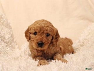 Mini Goldendoodle dogs Lucy - Ad 26