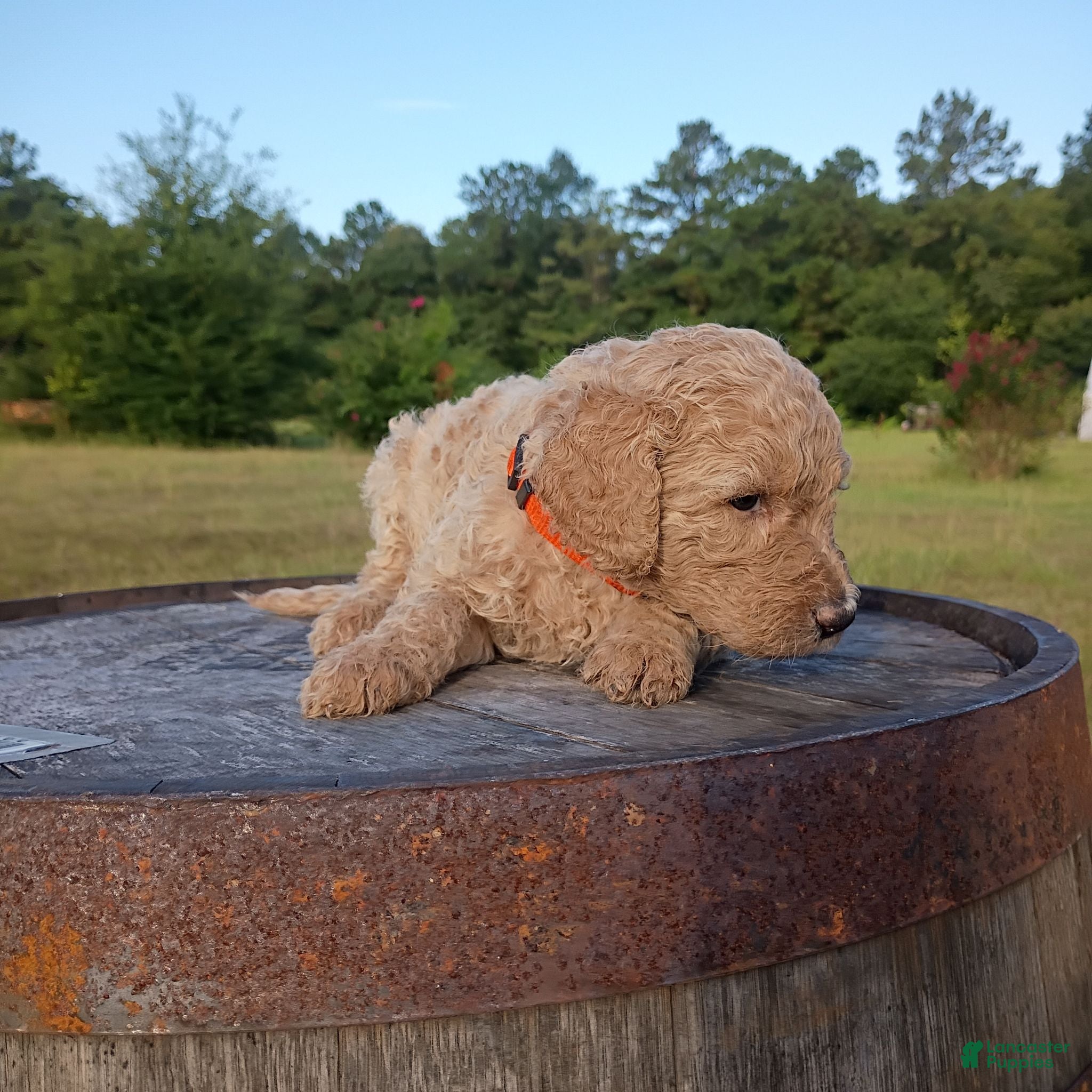 Goldendoodle dogs for sale: Orange 🧡 - Ad 4