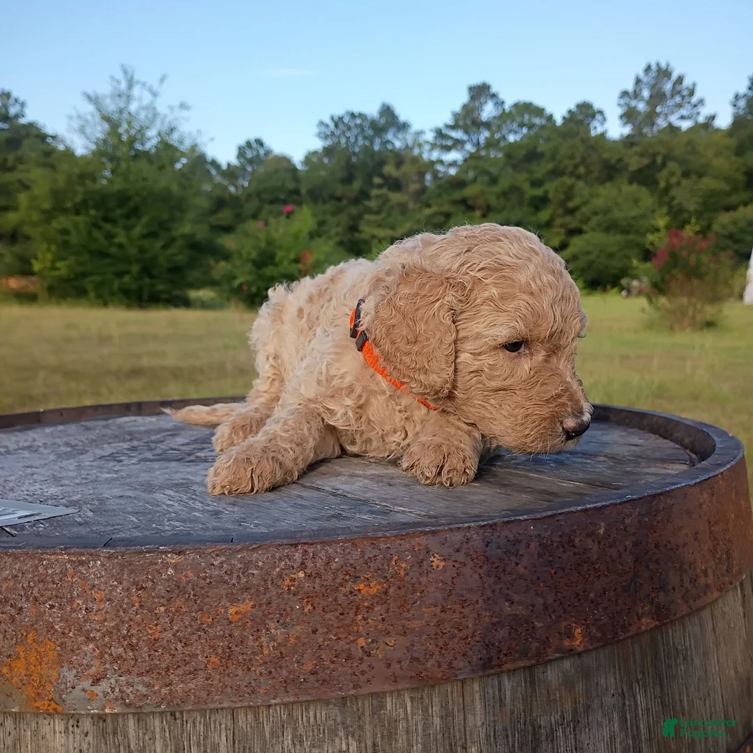 Goldendoodle dogs for sale: Orange 🧡 - Ad 1