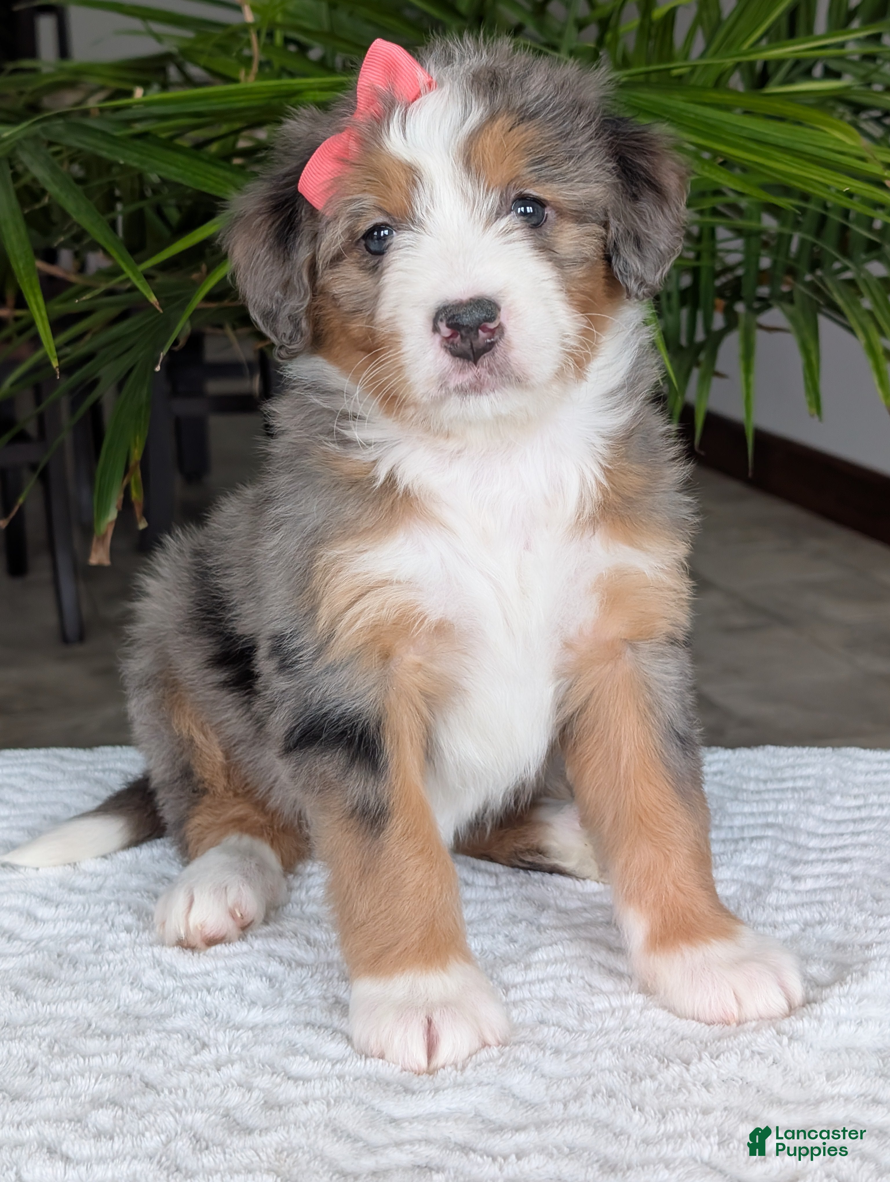 Mini Bernedoodle dogs Mini Indy  - Ad 1