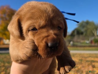 Labrador Retriever dogs - Ad 16