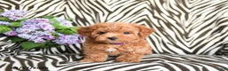 Maltipoo dogs for sale: Lillian - Ad 4