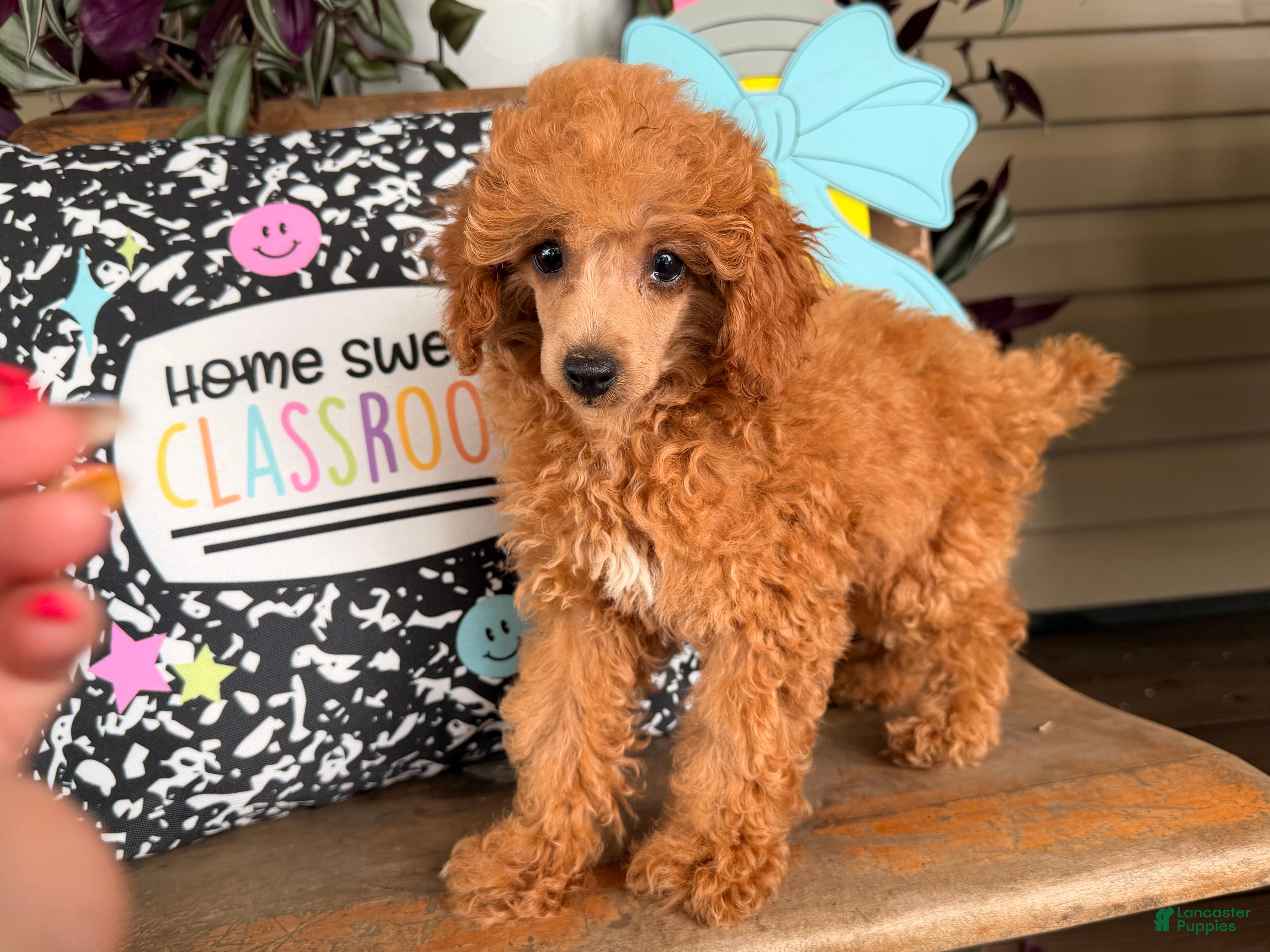 Toy Poodle dogs Mika - Ad 1