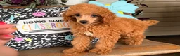 Toy Poodle dogs for sale: Mika - Ad 1