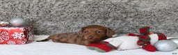 Miniature Dachshund dogs for sale: Shepard - Ad 13
