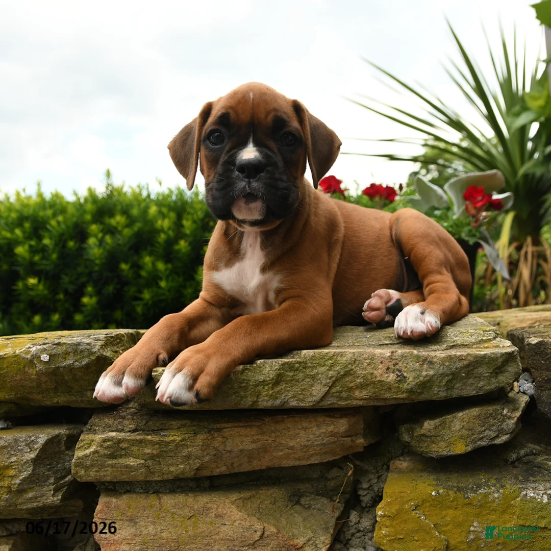 Boxer dogs for sale: Twinkle - Ad 2