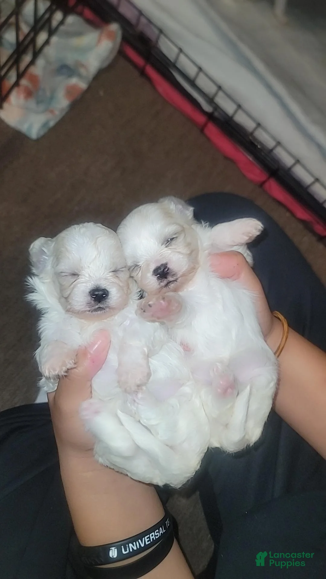 Malshi dogs for sale: Malshi 4 - Ad 1