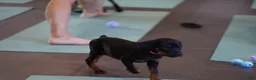 Rottweiler dogs for sale: Amiri - Ad 11