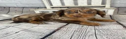 Miniature Dachshund dogs for sale: Abby - Ad 4