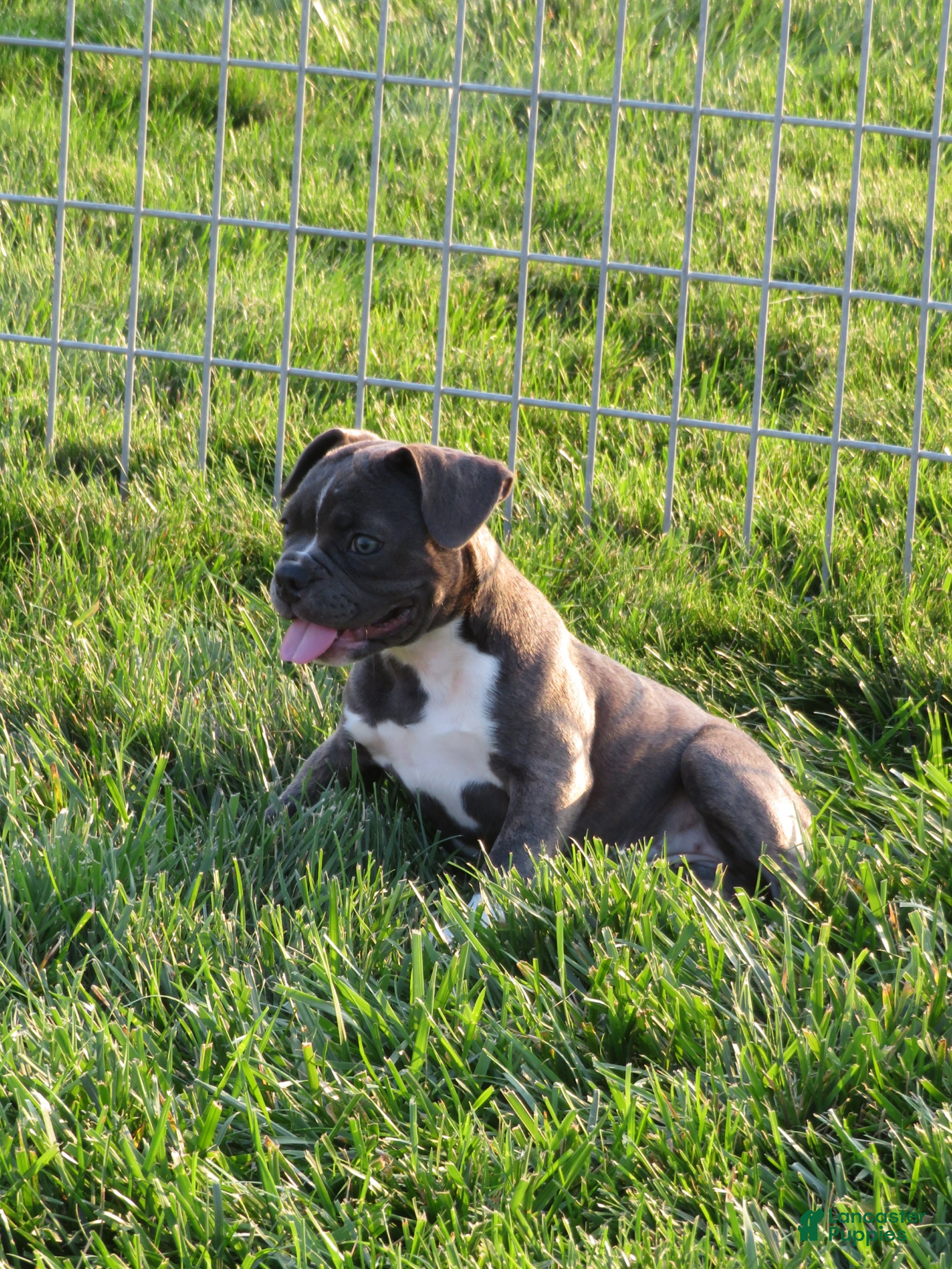 Frenchton dogs Prince - Ad 1