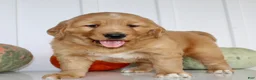 Golden Retriever dogs for sale: Brice Male AKC Golden Retriever - Ad 10