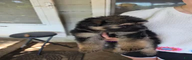 German Shepherd 5