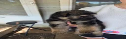 German Shepherd dogs for sale: German Shepherd 5 - Ad 1
