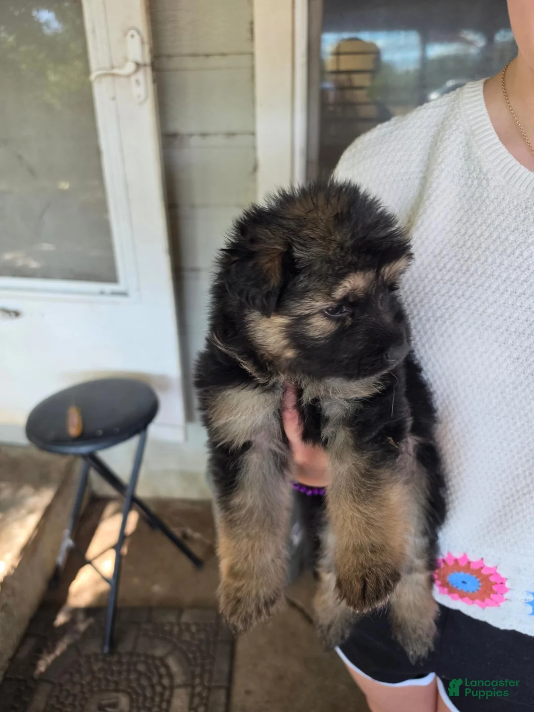 German Shepherd dogs for sale: German Shepherd 5 - Ad 1