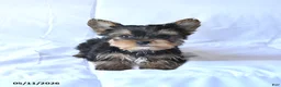 Yorkshire Terrier dogs for sale: Rowdy - Ad 1