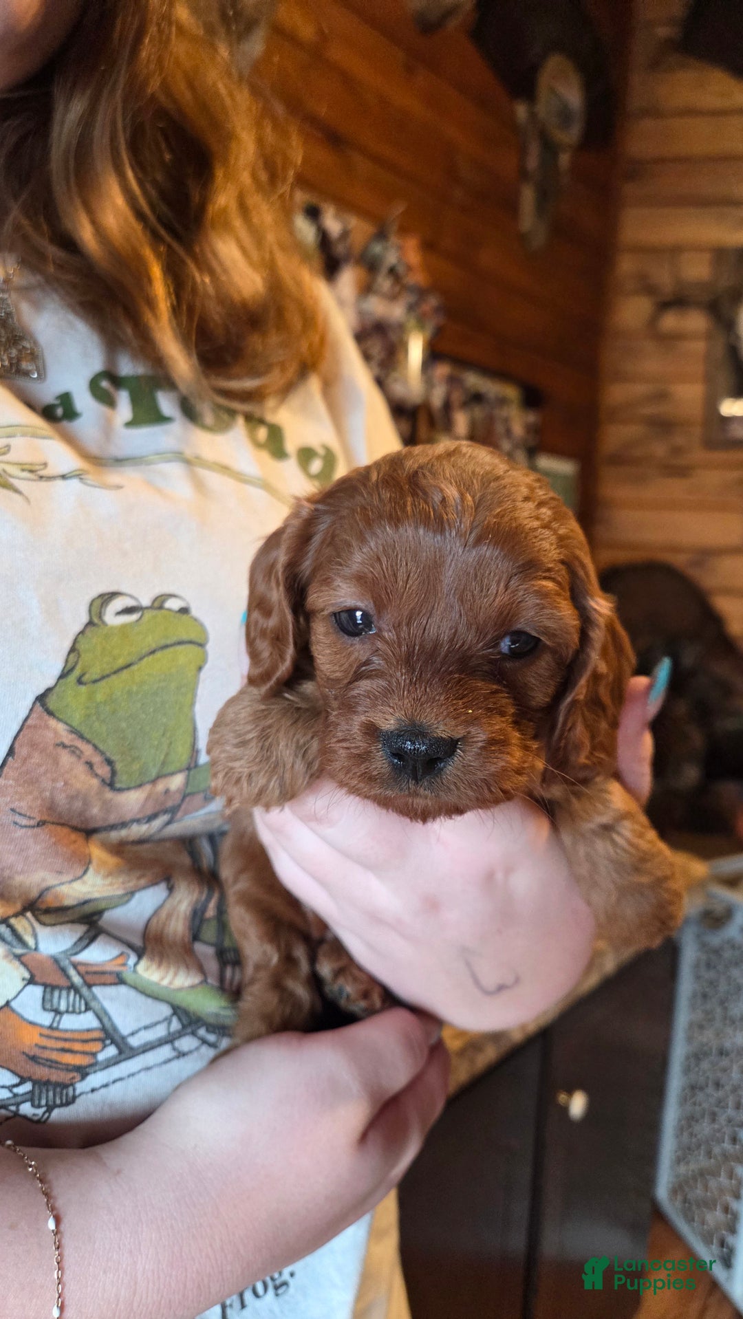 Cavapoo dogs for sale: Bella - Ad 11