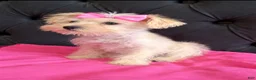 Miniature Schnauzer dogs for sale: Paris  - Ad 1