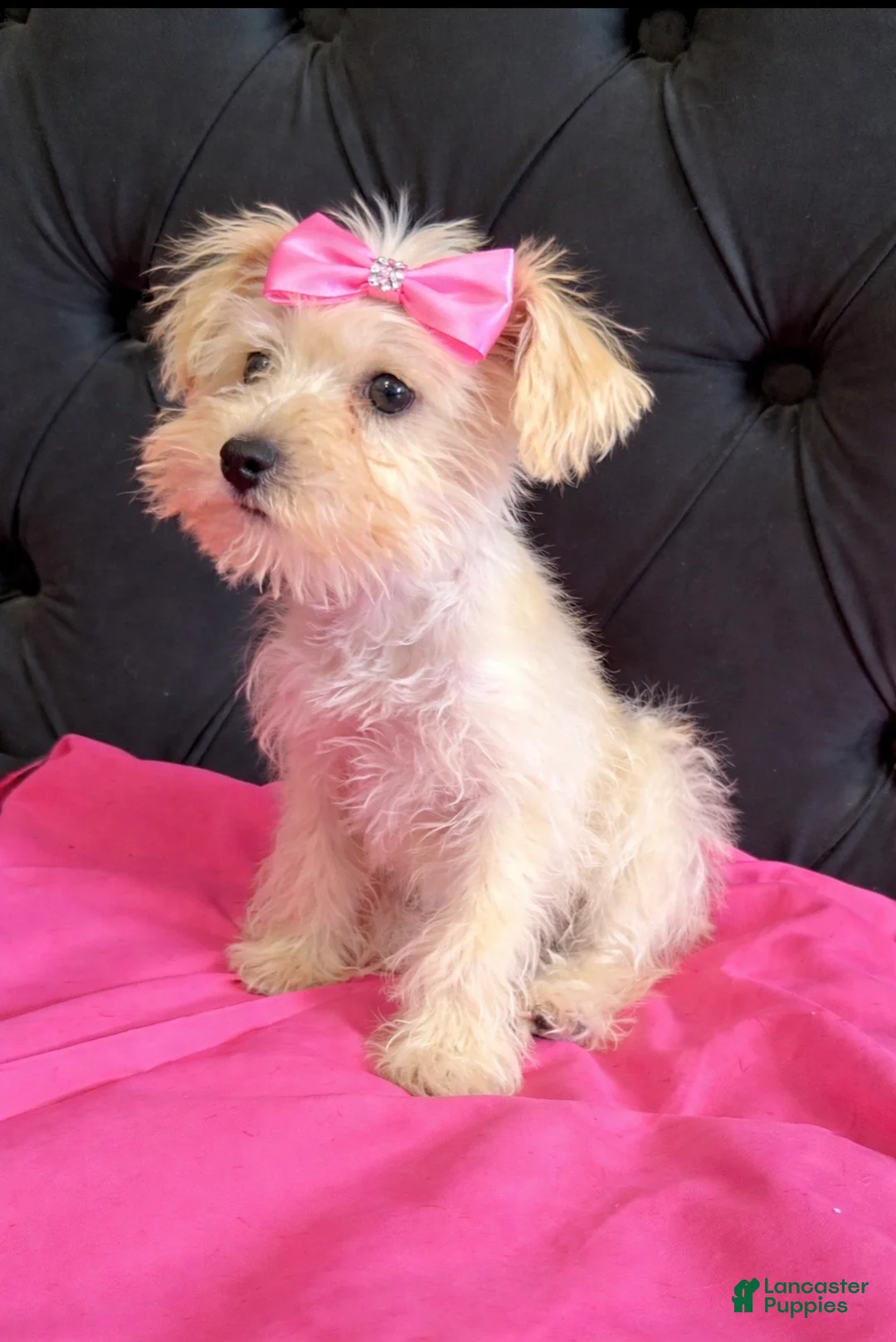 Miniature Schnauzer dogs for sale: Paris  - Ad 1