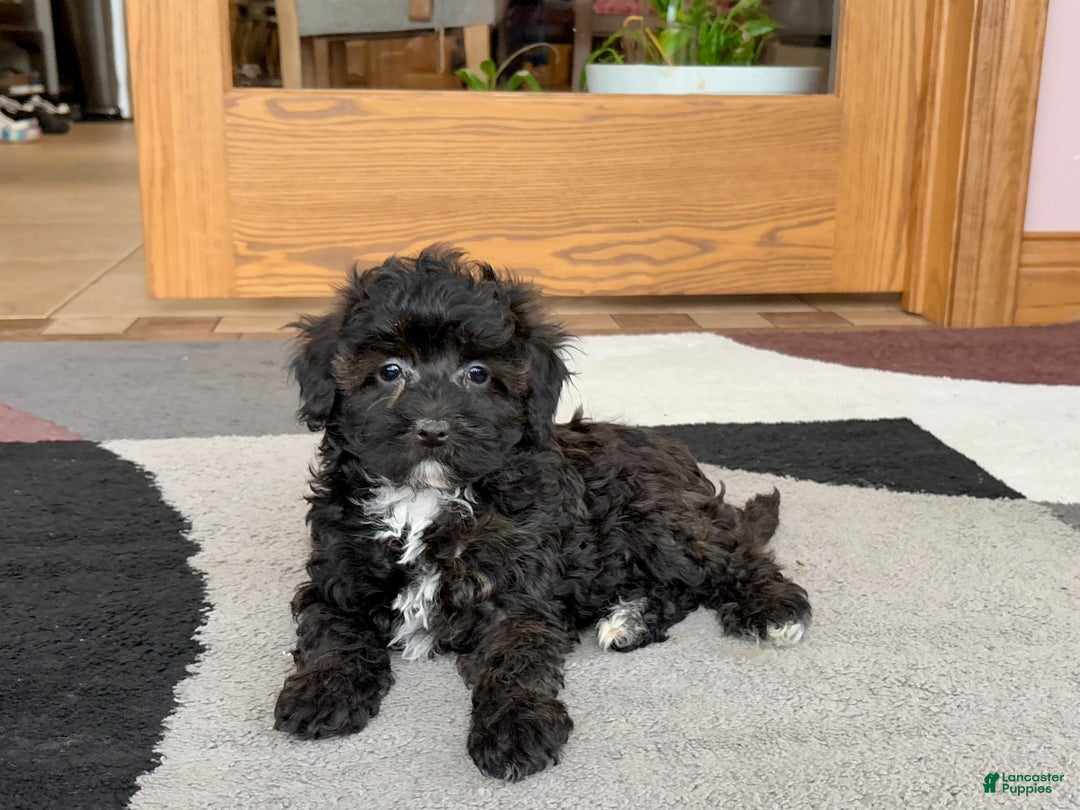 Havapoo dogs for sale: Havapoo pup Larry - Ad 5