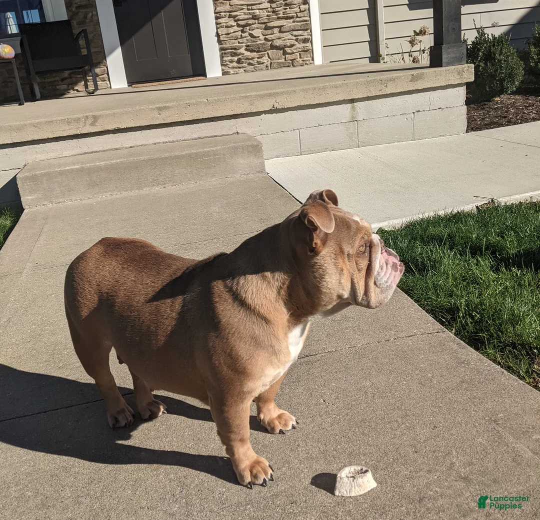 English Bulldog dogs for sale: Beatrice  - Ad 3
