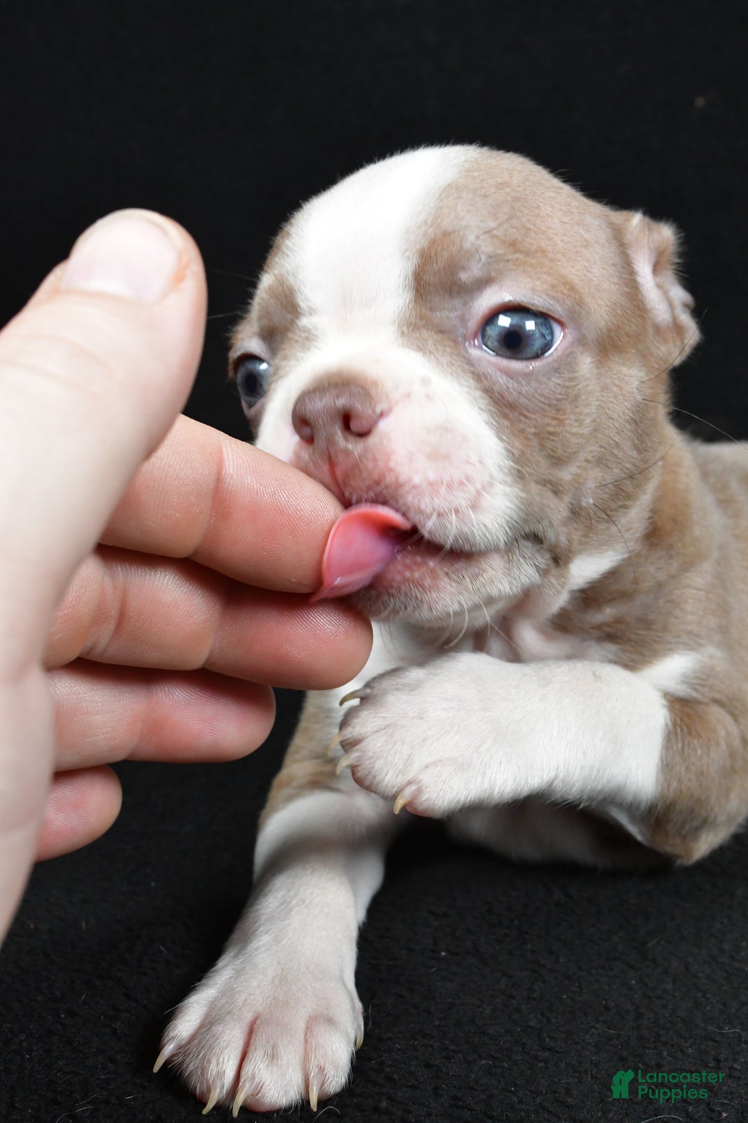 Boston Terrier dogs for sale: Lily - Ad 5