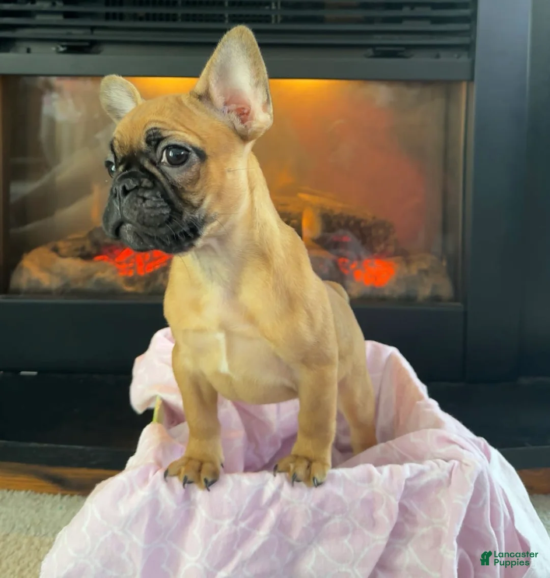 French Bulldog dogs for sale: French Bulldog Puppy 2 - Ad 7