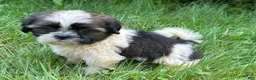 Shih Tzu dogs for sale: Shih Tzu 4 - Ad 3