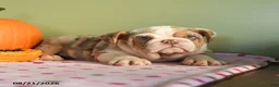 English Bulldog dogs for sale: Charter - Ad 3