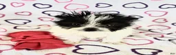 Maltipom dogs for sale: Maltipom 2 - Ad 5