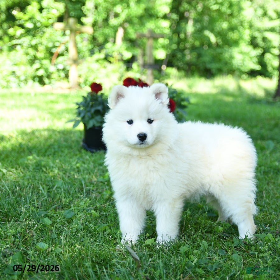 Samoyed dogs Frosty - Ad 2