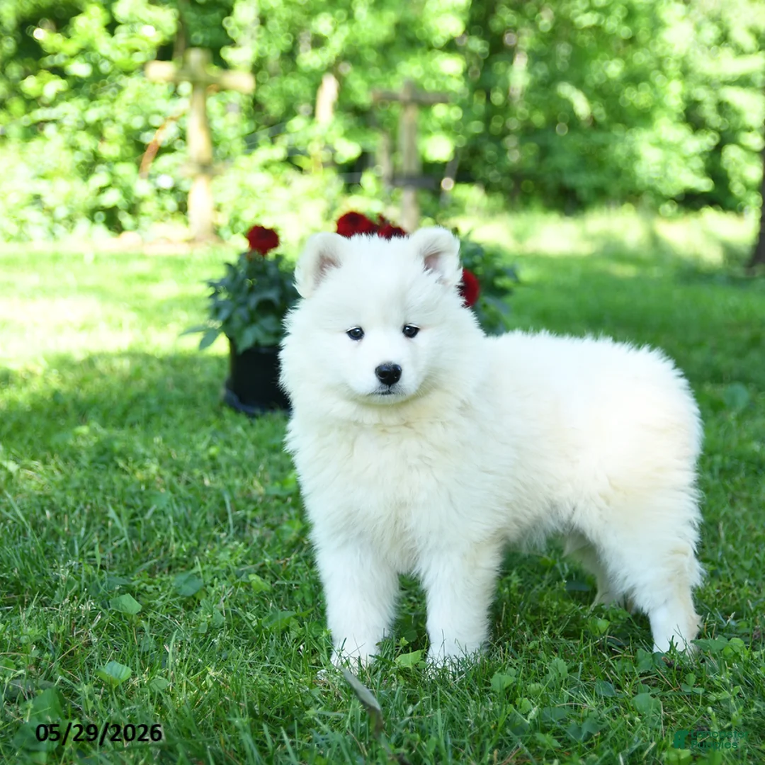 Samoyed dogs for sale: Frosty - Ad 2